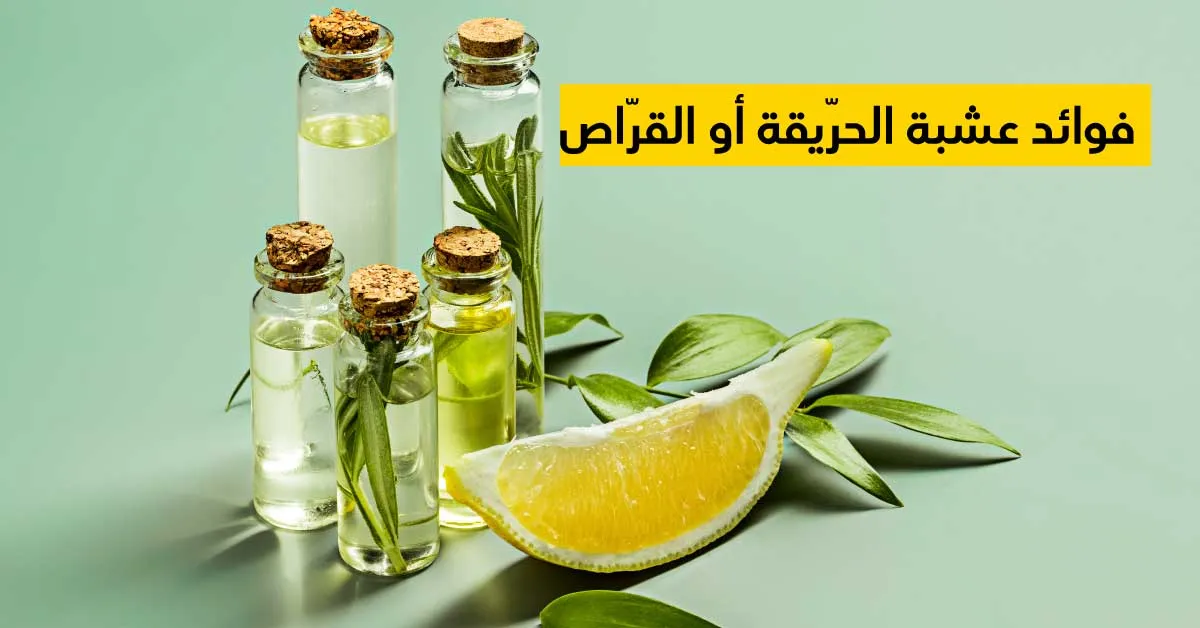 فوائد عشبة الحرّيقة أو القرّاص